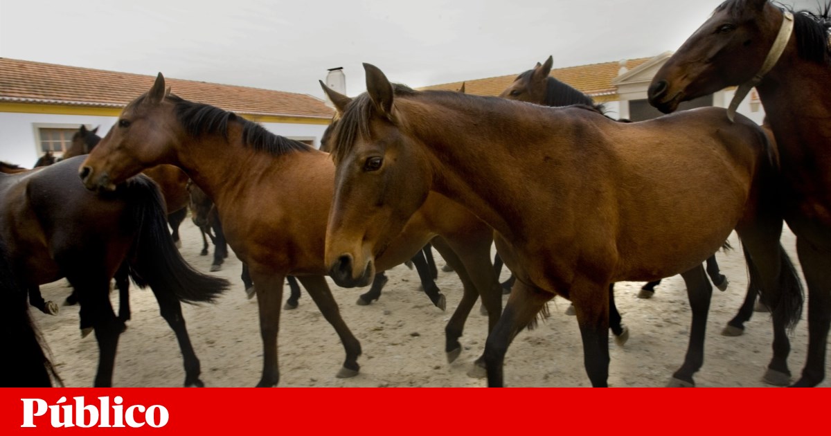 Campo de Tiro em Alter do Chão: Governo tenta sossegar preocupações sobre cavalos e aves