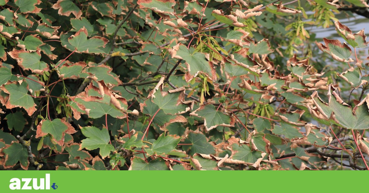 <em>Xylella fastidiosa</em> já está instalada no Alentejo