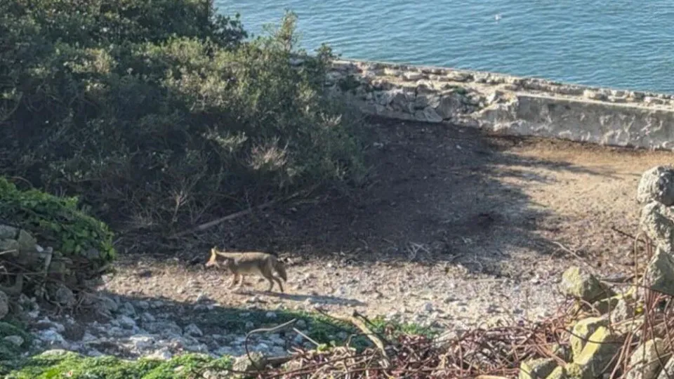 Coiote nadou 3 km até Alcatraz (o dobro do esperado). "Excelente nadador"