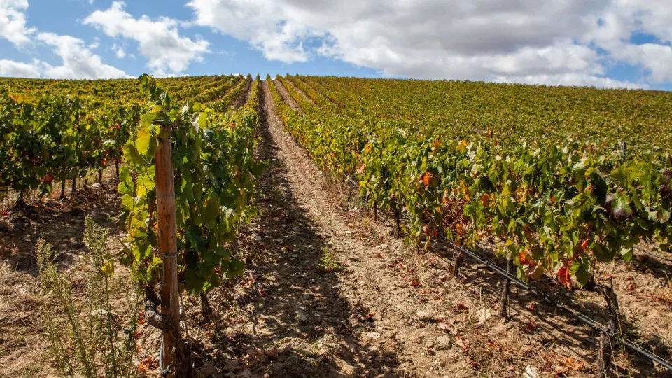 Exportação de vinho recua 6% até março para 204 milhões de euros