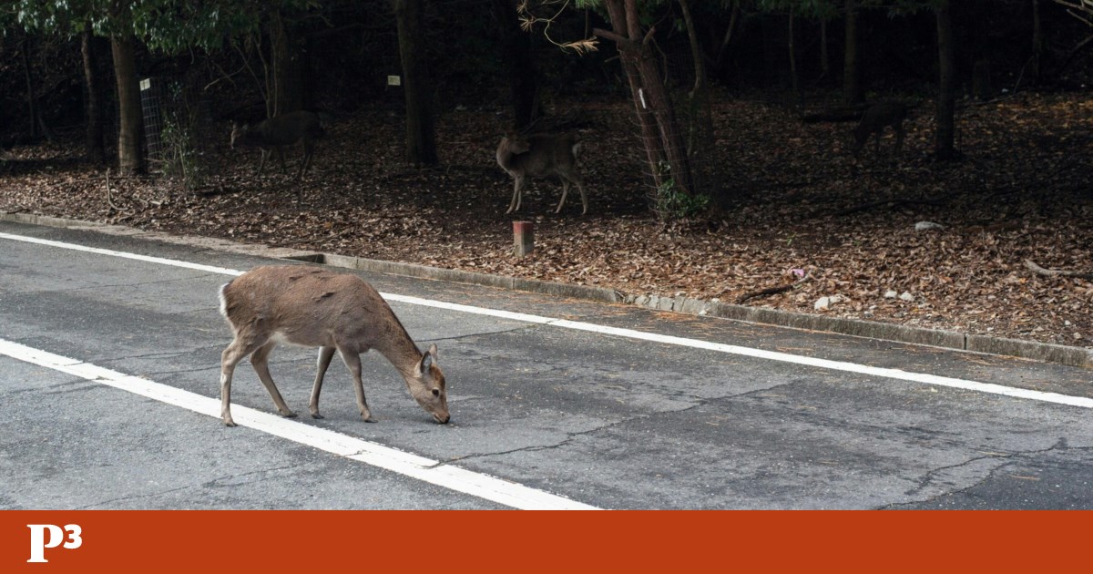 Polícia francesa lança alerta sobre animais “bêbados” na estrada
