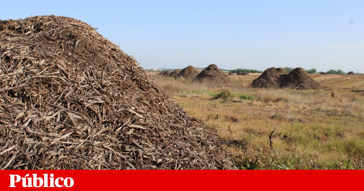 Água insuficiente e erros na plantação reduziram a estilhas 270 hectares de amendoal