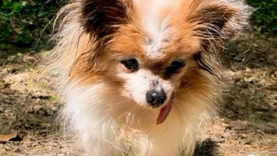 Morreu Lazare, provavelmente o cão mais velho do mundo. Tinha 30 anos