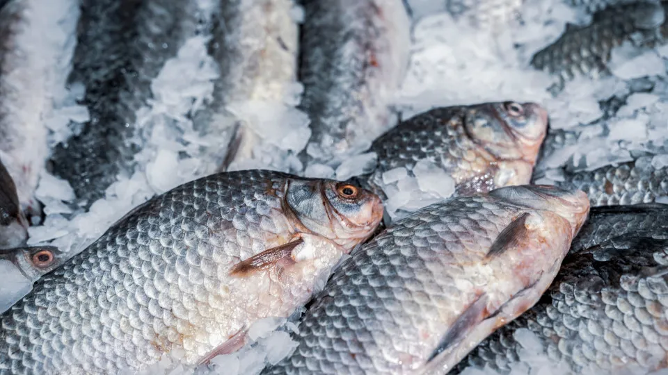 Ordem dos Nutricionistas insiste em IVA zero para dieta mediterrânica