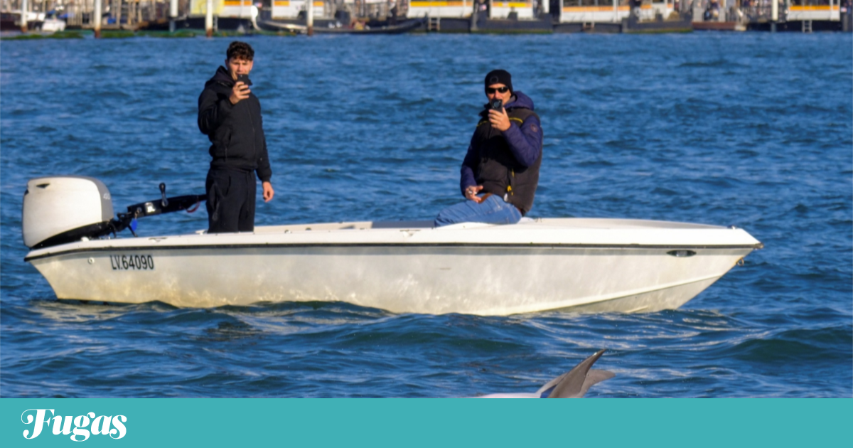 Veneza protege um golfinho solitário através de um código de conduta