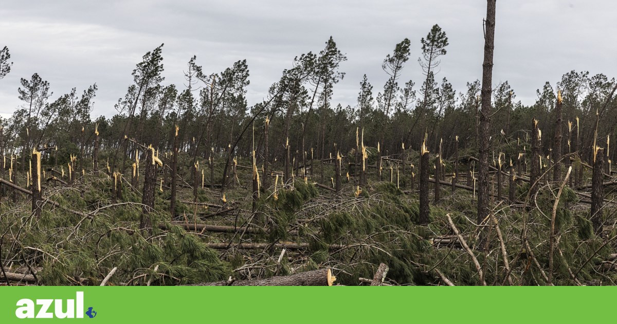 Governo garante até 1500 euros por hectare para limpar floresta. Basta uma fotografia