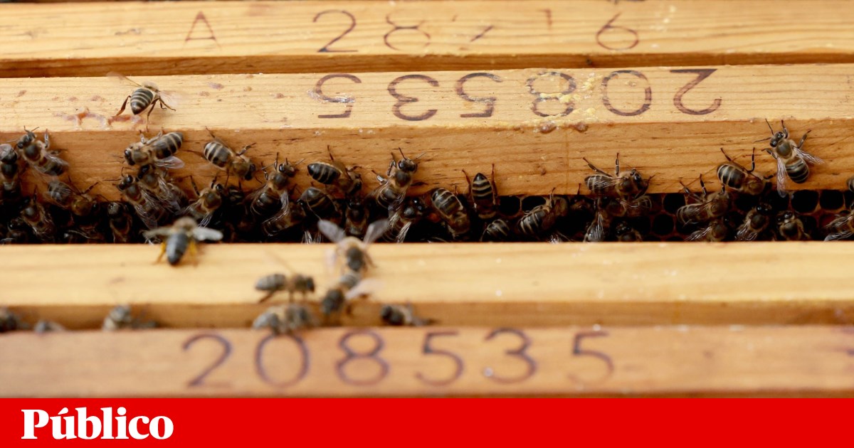 Salvar o mundo com a ajuda das abelhas: no Dia Mundial, há colmeias oferecidas aos apicultores