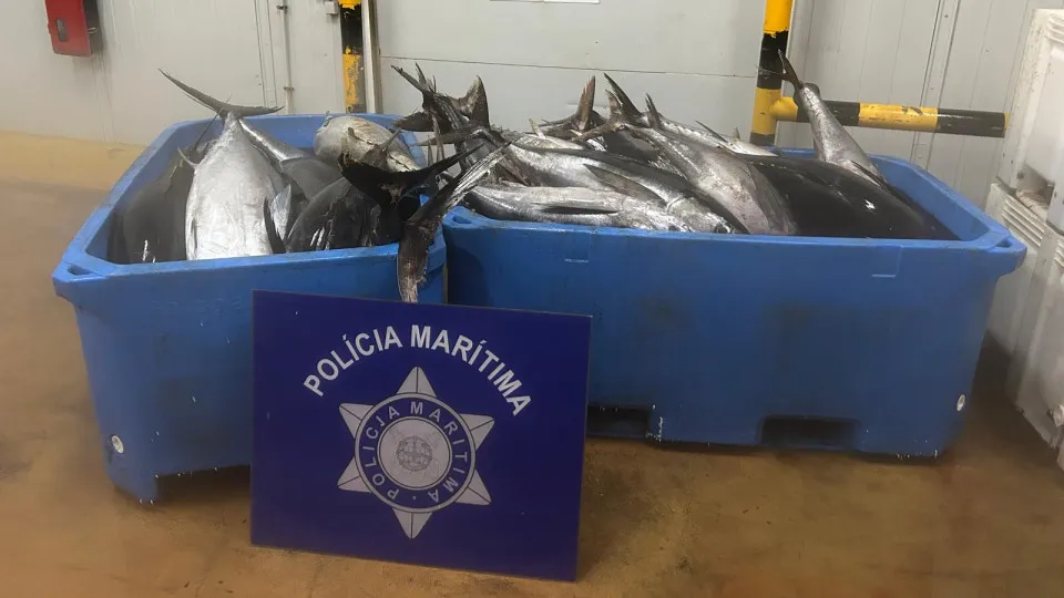 Açores: Mais de 1,5 toneladas de atum apreendidas em Vila do Porto