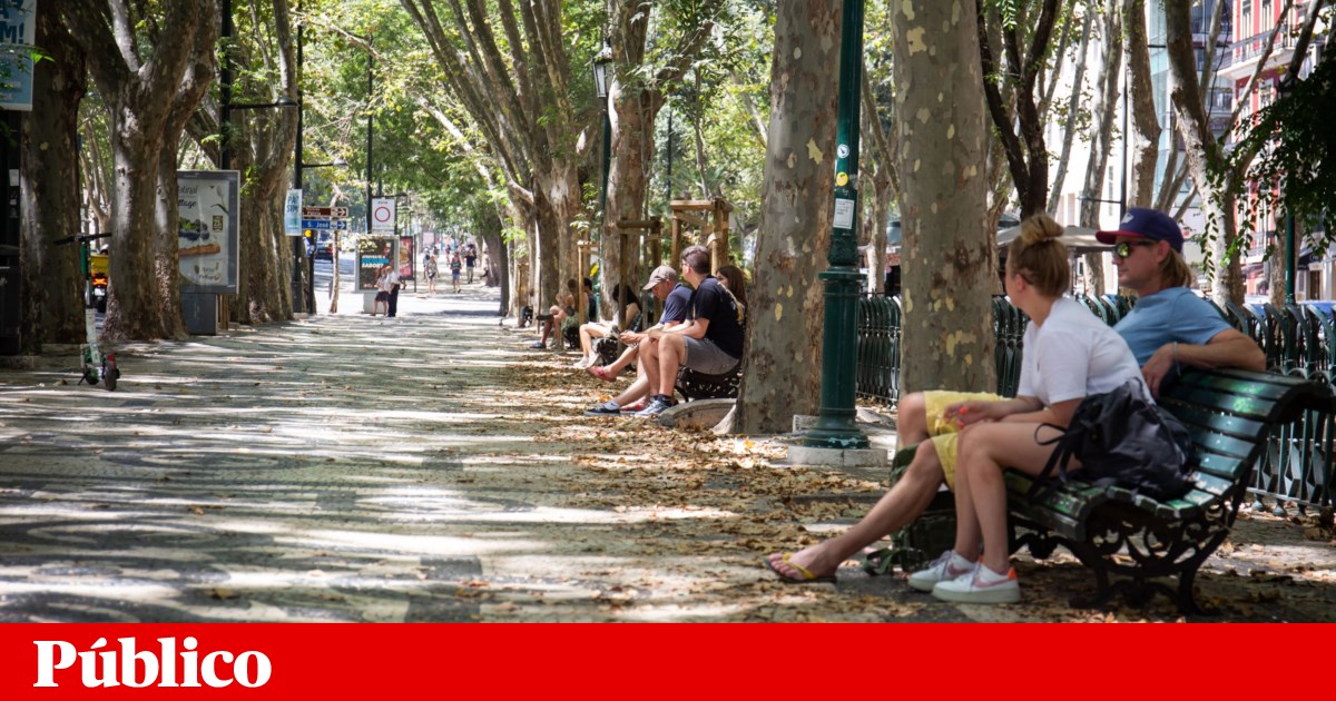 O ideal da cobertura de árvores numa cidade é de 30%. Lisboa ainda está longe