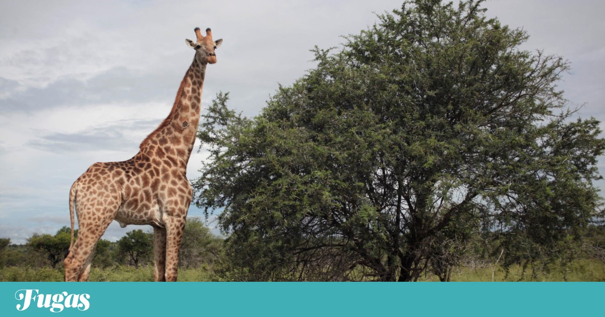 África do Sul: Parque Kruger, cem anos de sedução