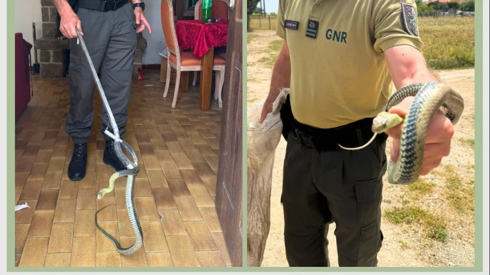Cobra rateira retirada de habitação em Palmela. "Perfeitas condições"