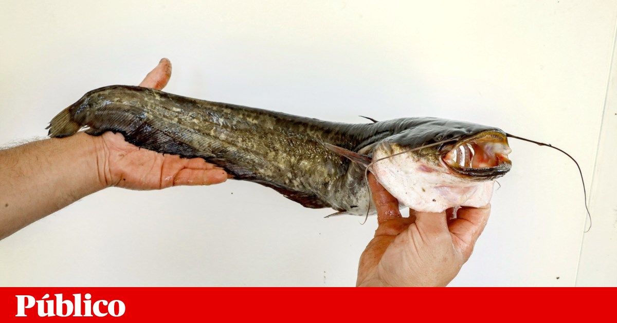 Esta é uma semana dedicada a um dos maiores desafios ambientais: as espécies invasoras