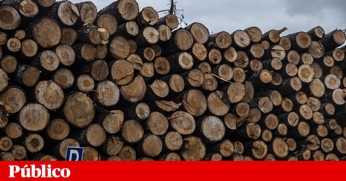 ICNF diz que foi cumprida a legislação no abate de pinheiros em Sesimbra