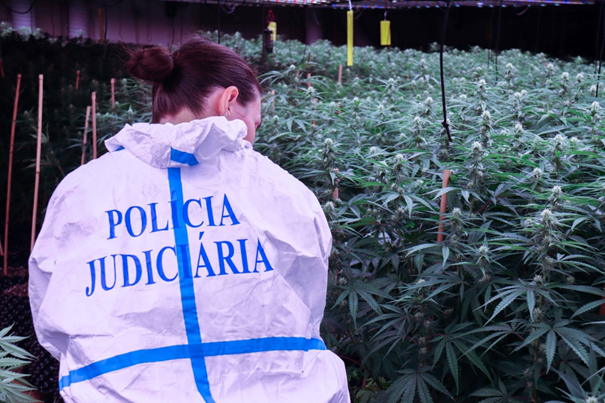 Doze detidos em Braga, no Porto e em Aveiro por produção e tráfico de <em>cannabis</em>