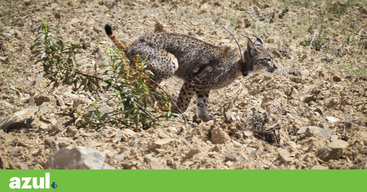 ICNF assegura continuidade da equipa actual no centro de reprodução do lince-ibérico