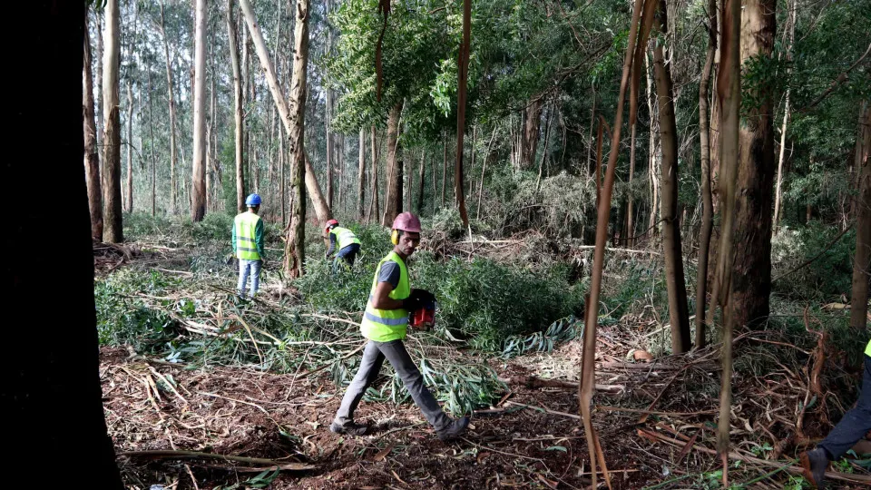 Incêndios: Madeira avança com várias operações de limpeza para prevenção