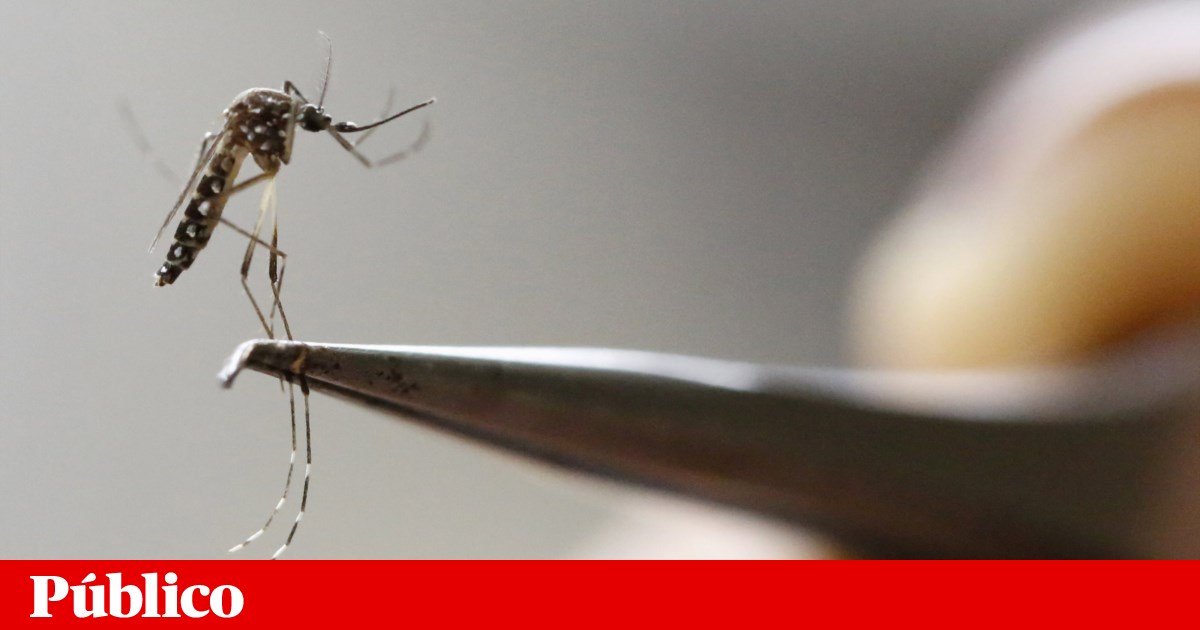Para combater mosquitos que espalham doenças, Google quer libertar milhões de... mosquitos