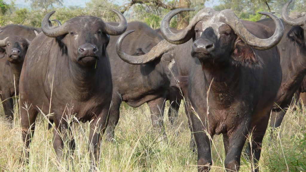 Manada de búfalos provoca morte e feridos nos arredores de Magude