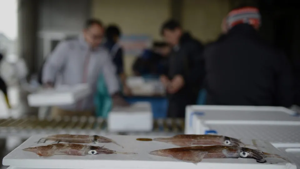 Investigação revela: Pesca de lula é destrutiva em três oceanos