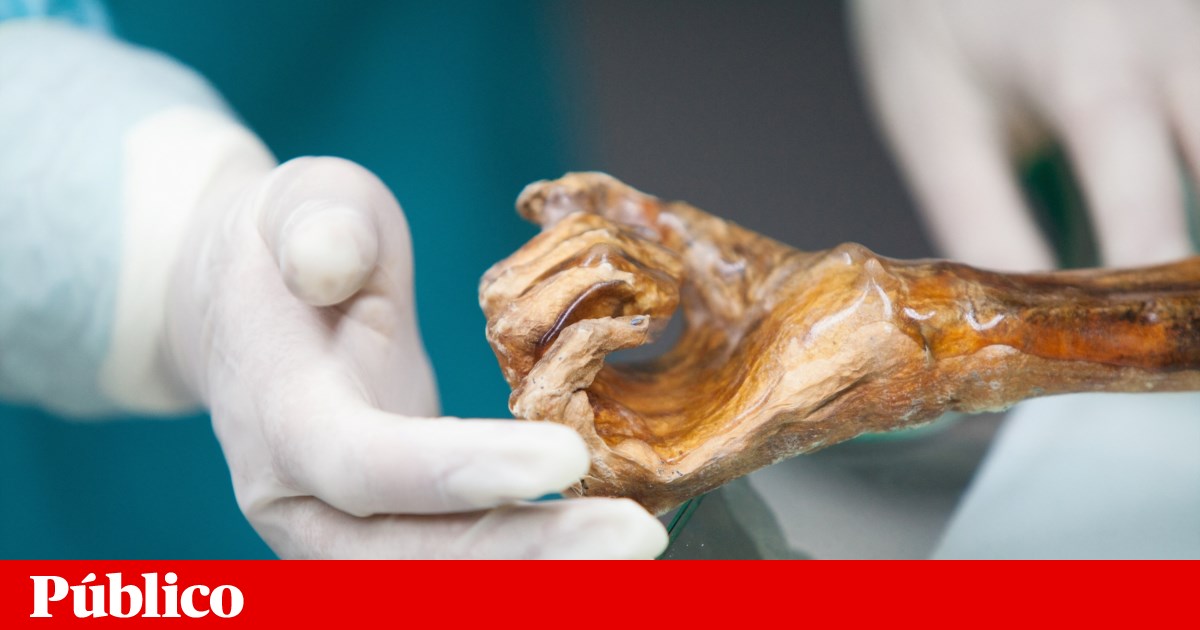 Milhares de anos após a sua morte, os micróbios de Otzi, o homem do gelo, ganham vida