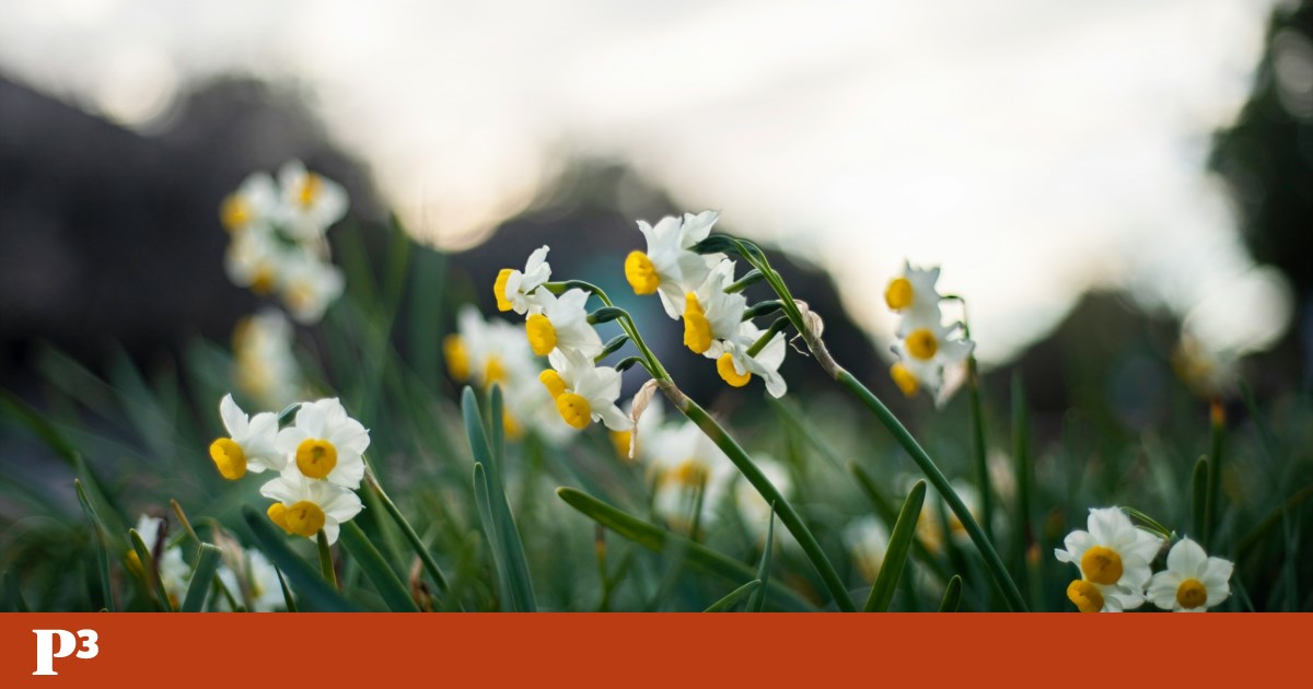Cada Narciso tem um lago no bolso