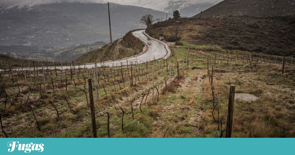 O vinho velho e a tragédia passista, o vinho limpo e a turbidez no PS