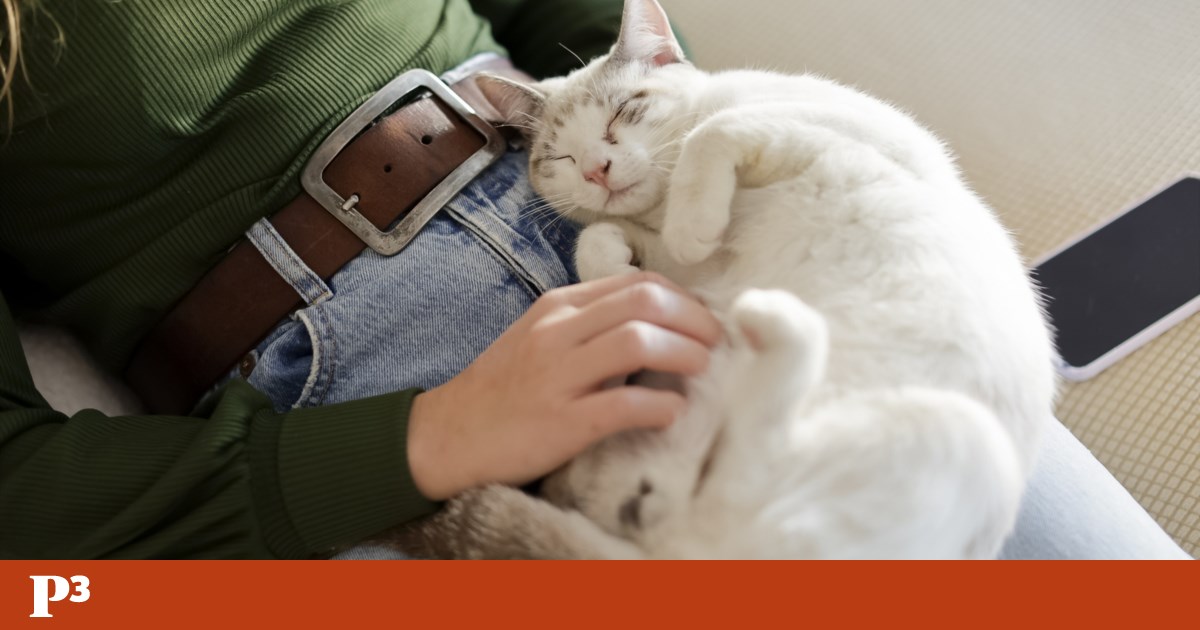Falar com as plantas, dormir com o gato