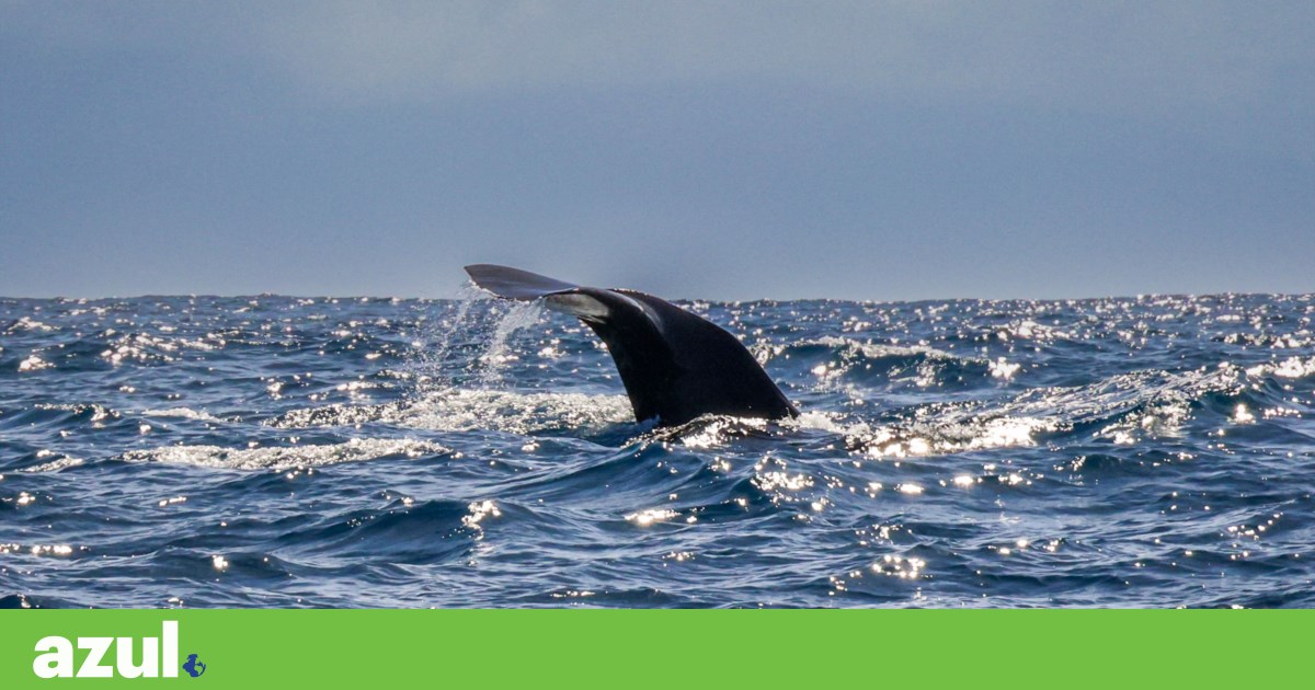 Protecção do oceano avança, mas as pressões humanas crescem mais depressa