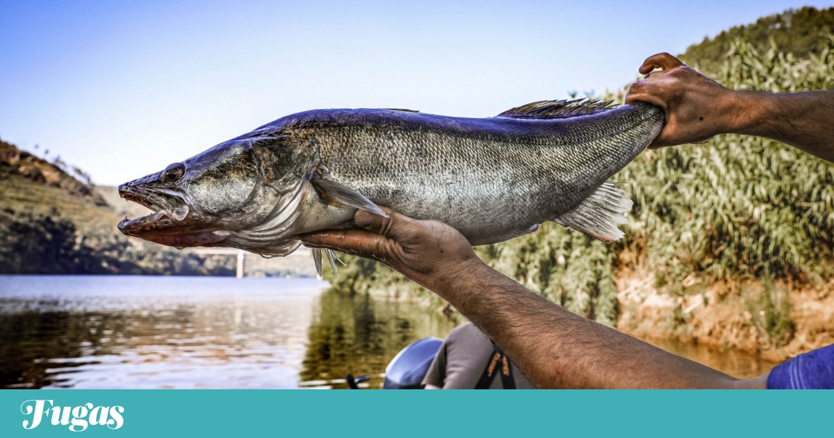 O que fazer ao siluro e outros peixes de rio invasores? Talvez comê-los