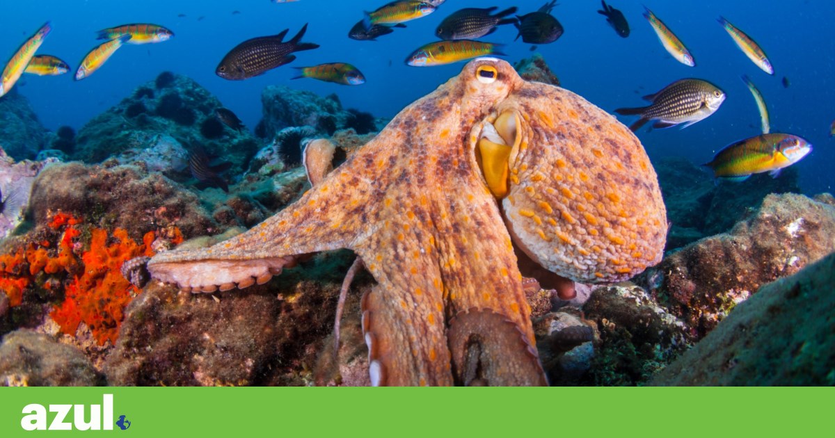 População de polvos multiplica-se na costa britânica devido ao aquecimento do oceano