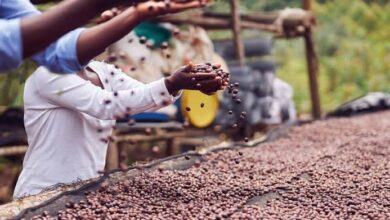 Do monte para o mundo: Como o café de Gorongosa e o mel orgânico prometem conquistar o mercado internacional