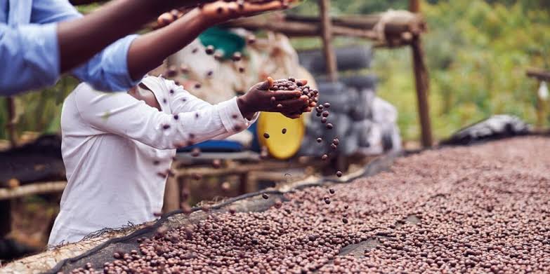 Cafe-de-Gorongosa-A-meta-de-colocar-Sofala-no-mapa-mundial Do monte para o mundo: Como o café de Gorongosa e o mel orgânico prometem conquistar o mercado internacional